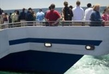 Whale Watching Cruise Boston